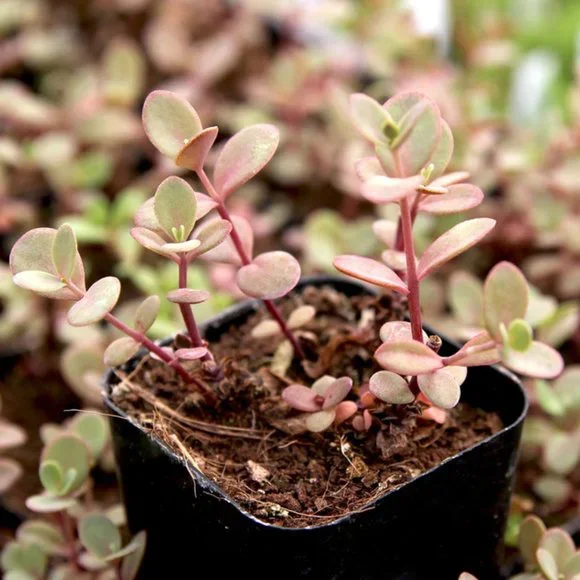 5 Live Perennial Sedum SunSparkler® 'Firecracker' Stonecrop Plants Flowers - Picture 4 of 7